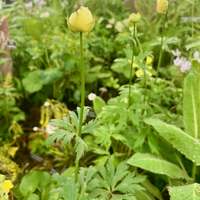 Trollius x cultorum 'New Moon'